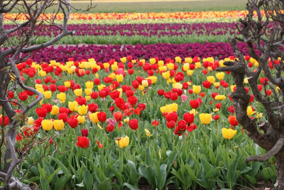 Bollenstreek (Flower Route)